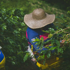 Gayo Pantan Musara Natural Coffee